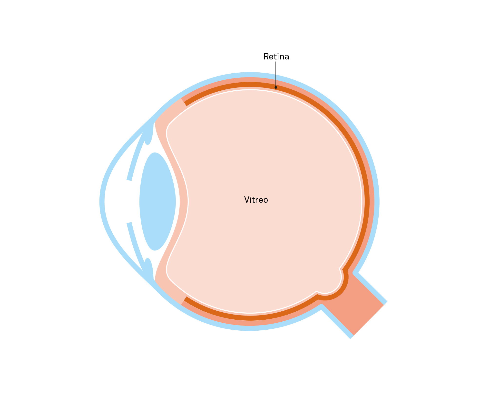 Ojo sin patología